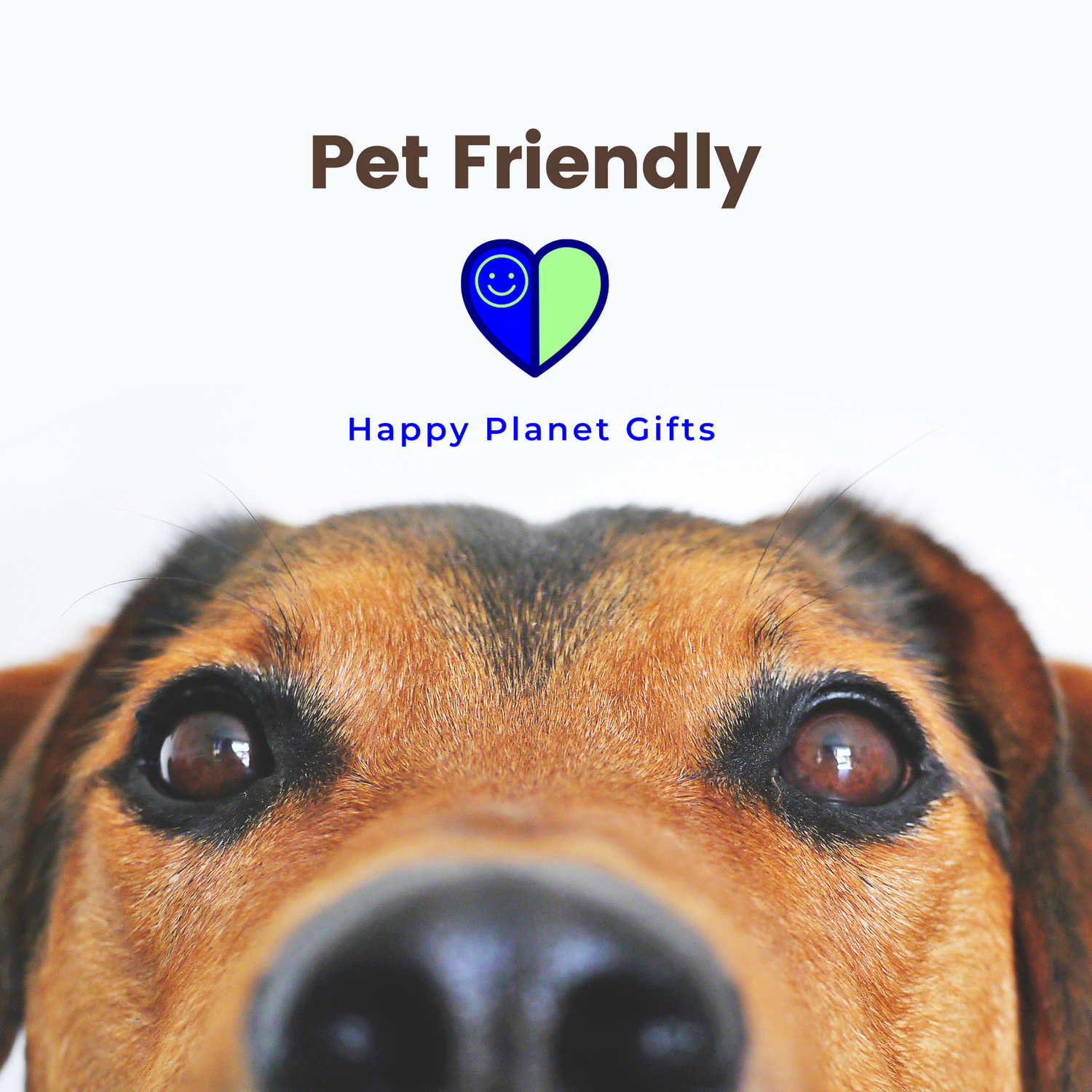 Pet Friendly